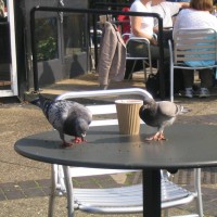 Feral Pigeon